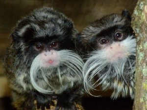 Lucy & Tiny Tim at Drusillas Park_1.jpg